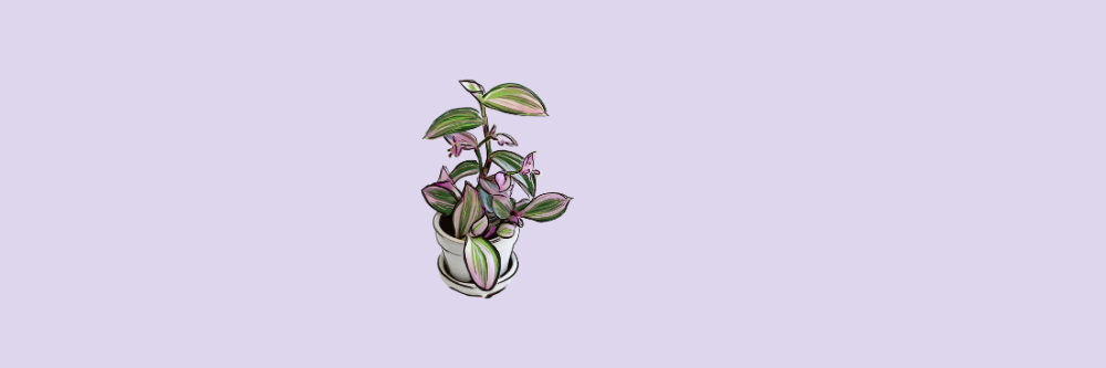 Tradescantia Nanouk