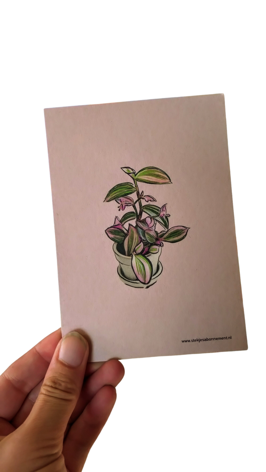 tradescantia - kaart